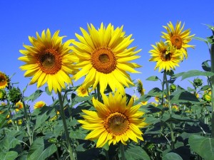 sunflowers-268015_640