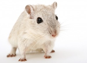 Mice With 3-D Printed Ovaries Give Birth To Healthy Litters In New Study