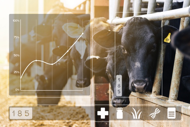 Agritech concept with dairy cows in cowshed with data display