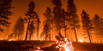 IoT Outdoors: Understanding its Key Role in Disaster Management